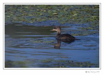 merganser 1.jpg